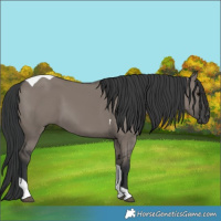 Horse Color:Grullo Tobiano