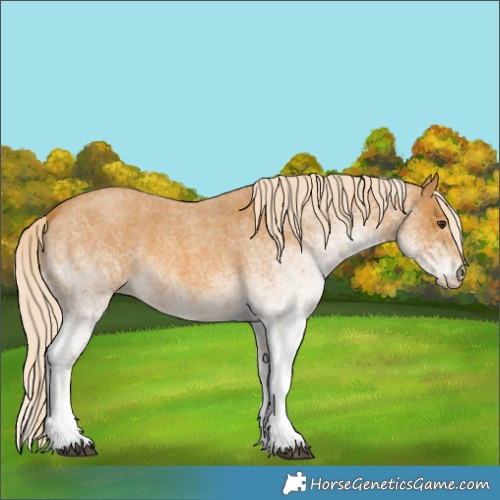 Horse Color:White Spotted Palomino Roan 
