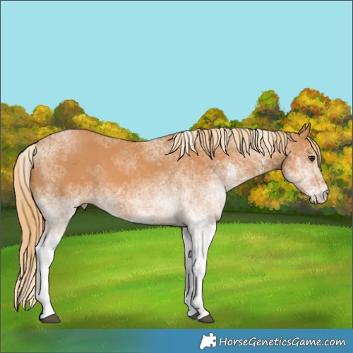 Horse Color:White Spotted Chestnut 