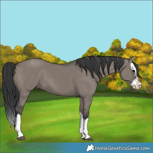 Horse Color:Grullo Splash