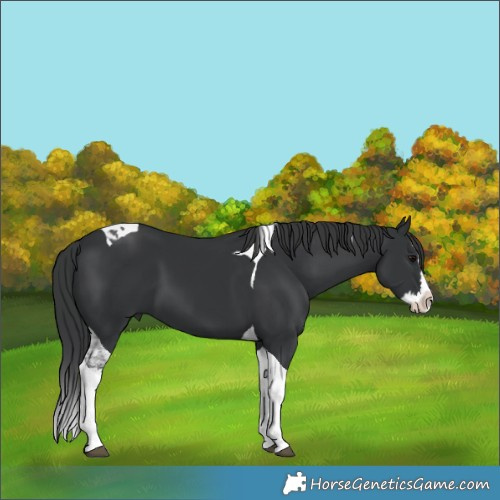Horse Color:Black Splash Tobiano