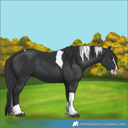 Horse Color:Black Splash Tobiano 