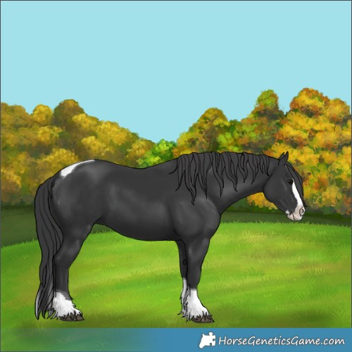 Horse Color:Black Splash Tobiano