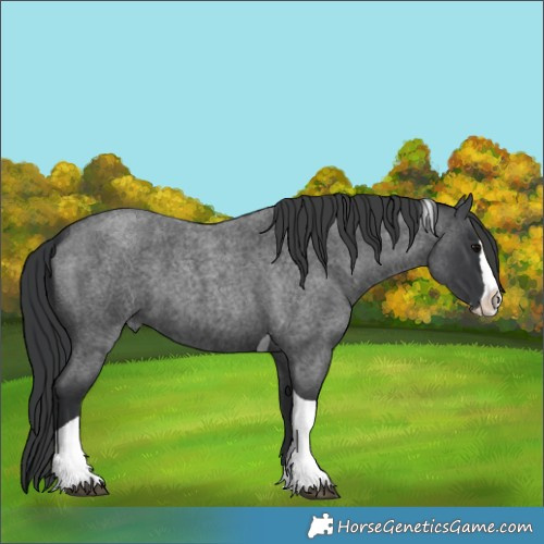 Horse Color:Blue Roan Splash Tobiano 