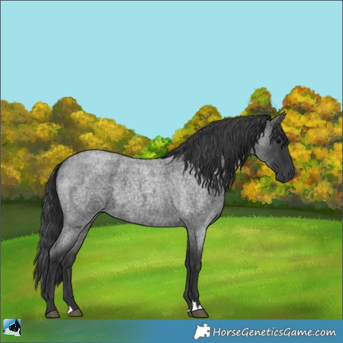 Horse Color:Blue Roan 