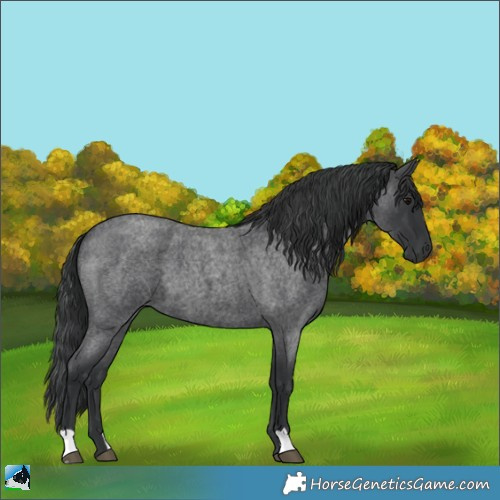 Horse Color:Blue Roan 