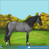 Horse Color:Blue Roan 