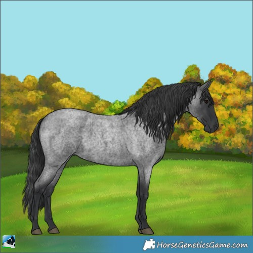 Horse Color:Blue Roan 