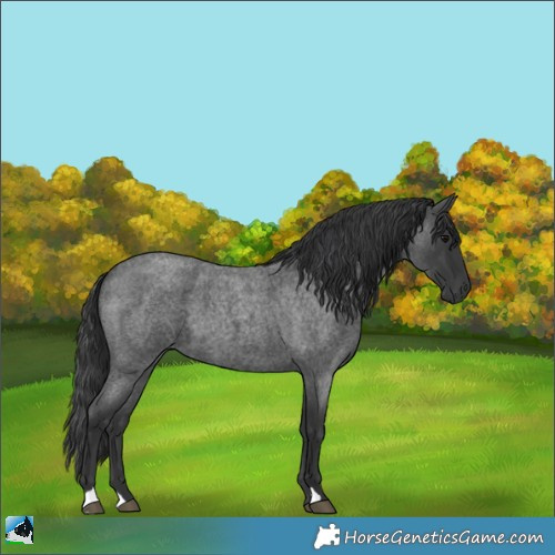 Horse Color:Blue Roan 