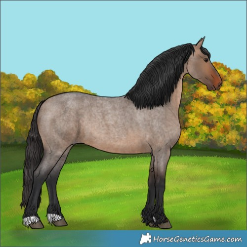 Horse Color:Brown Roan Dun
