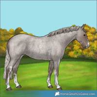 Horse Color:Silver Blue Roan Sabino
