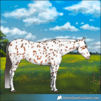 Horse Color:Bay Leopard 