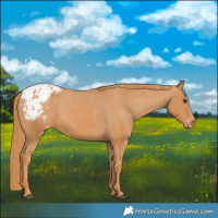 Horse Color:Chestnut Appaloosa 