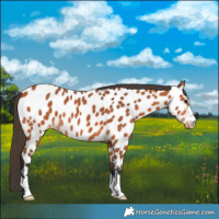 Horse Color:Bay Near Leopard 