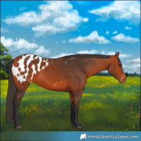 Horse Color:Bay Appaloosa 