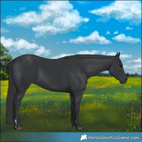 Horse Color:Black 