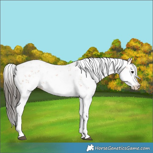 Horse Color:Bay Sabino 