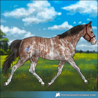 Horse Color:Bay Sabino Rabicano  and Bay Sabino Rabicano 