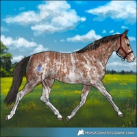 Horse Color:Bay Sabino Rabicano and Bay Sabino Rabicano
