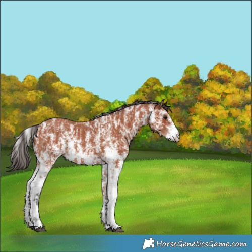 Horse Color:Bay Sabino Rabicano and Bay Sabino Rabicano