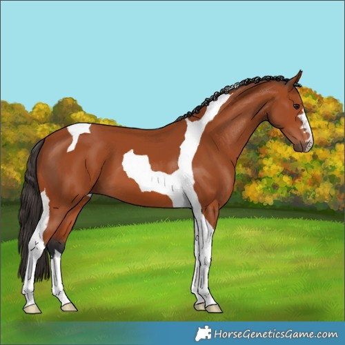 Horse Color:Bay Tobiano 