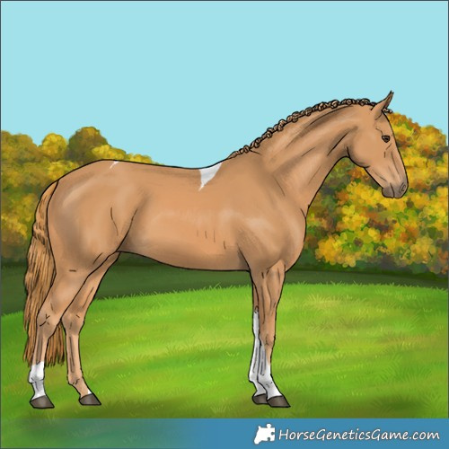 Horse Color:Chestnut Tobiano
