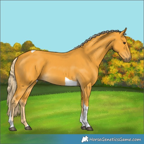 Horse Color:Palomino Tobiano 