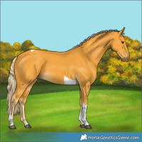 Horse Color:Palomino Tobiano 