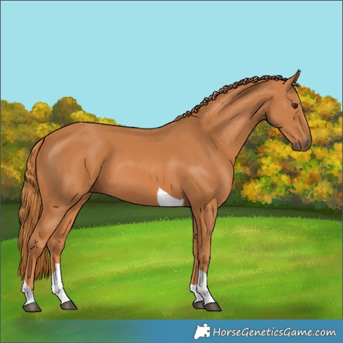 Horse Color:Chestnut Tobiano