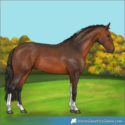 Horse Color:Bay Tobiano 