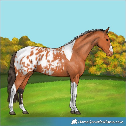 Horse Color:Bay Tobiano Blanket