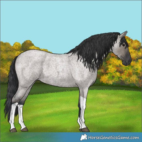 Horse Color:Grullo Roan Tobiano 