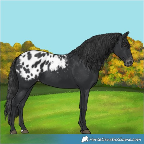 Horse Color:Black Appaloosa 