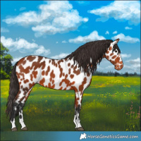 Horse Color:Bay Appaloosa