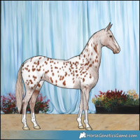 Horse Color:Chestnut Near Leopard 