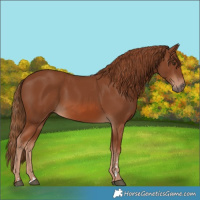 Horse Color:Chestnut 