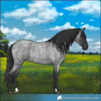 Horse Color:Blue Roan 