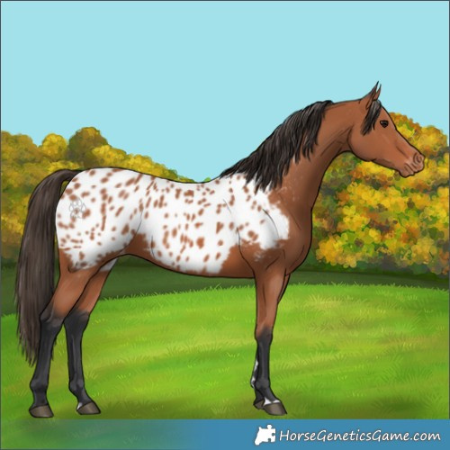 Horse Color:Bay Appaloosa