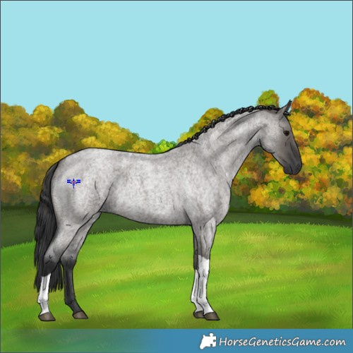 Horse Color:Grullo Roan Tobiano