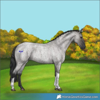 Horse Color:Grullo Roan Tobiano 