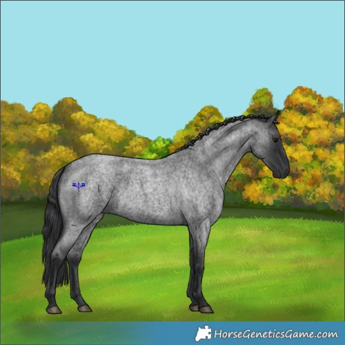 Horse Color:Blue Roan 