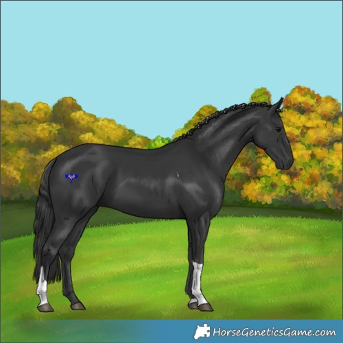 Horse Color:Black Tobiano 