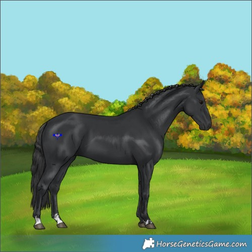 Horse Color:Black 