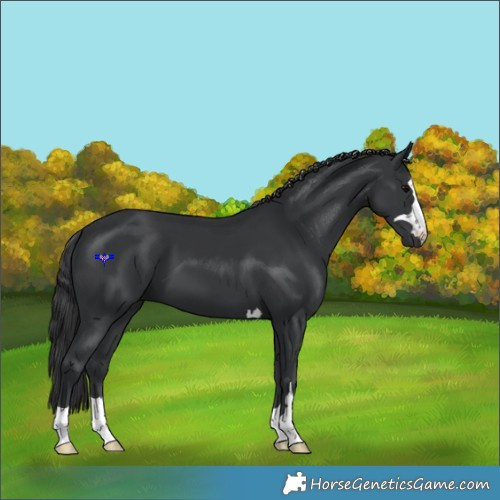 Horse Color:Black 