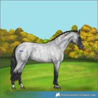 Horse Color:Blue Roan Appaloosa 