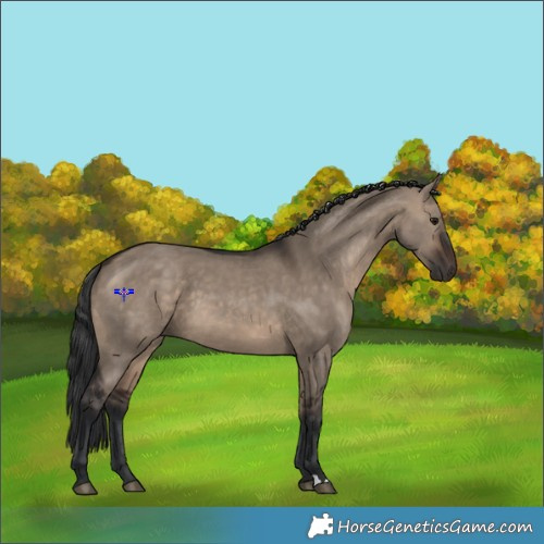 Horse Color:Brown Dun 