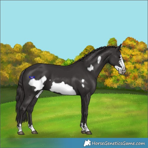 Horse Color:Smoky Black Frame 
