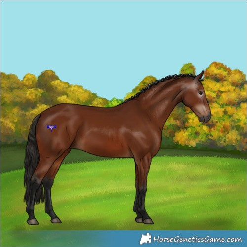 Horse Color:Gray Bay 