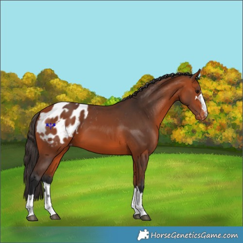 Horse Color:Bay Appaloosa 