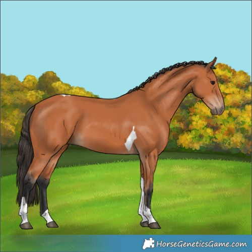 Horse Color:Bay Tobiano 